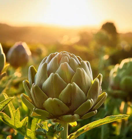 Artichoke