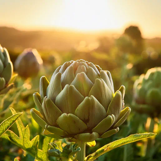 Artichoke