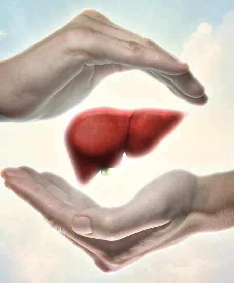 Liver